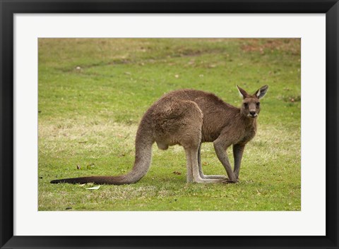 Framed Kangaroo, Trial Bay, New South Wales, Australia Print