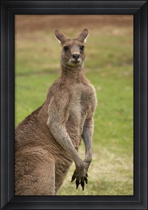 Framed Kangaroo, Trial Bay, New South Wales, Australia Print