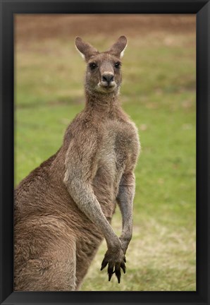 Framed Kangaroo, Trial Bay, New South Wales, Australia Print