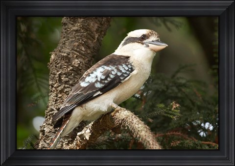 Framed Laughing Kookaburra, Sydney, New South Wales, Australia Print