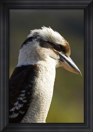 Framed Laughing Kookaburra bird, Nambucca Heads, NSW, Australia Print