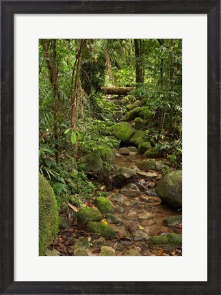 Framed Stream, Wooroonooran National Park, North Queensland, Australia Print