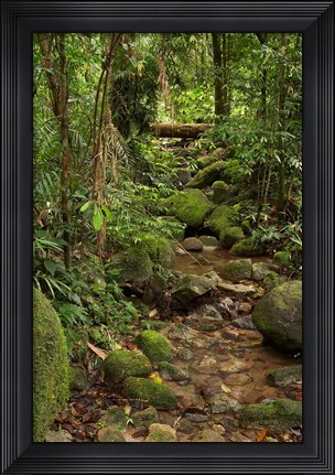Framed Stream, Wooroonooran National Park, North Queensland, Australia Print