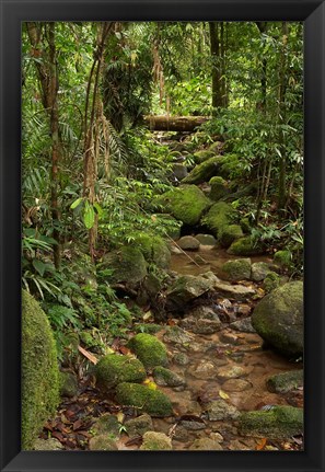 Framed Stream, Wooroonooran National Park, North Queensland, Australia Print