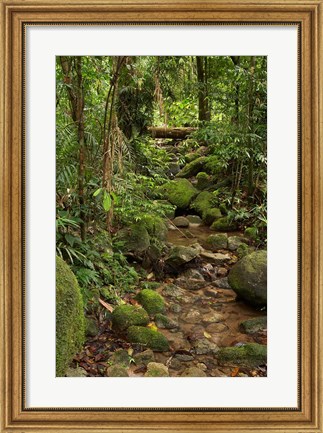 Framed Stream, Wooroonooran National Park, North Queensland, Australia Print