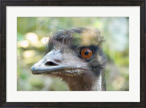 Framed Emu&#39;s face, Taronga Zoo, Sydney, NSW, Australia Print