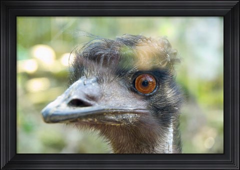 Framed Emu&#39;s face, Taronga Zoo, Sydney, NSW, Australia Print