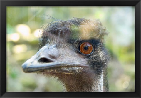 Framed Emu&#39;s face, Taronga Zoo, Sydney, NSW, Australia Print