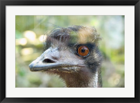 Framed Emu&#39;s face, Taronga Zoo, Sydney, NSW, Australia Print