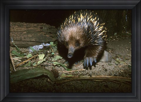 Framed Short Beaked Echidna, Monotreme, Australia Print