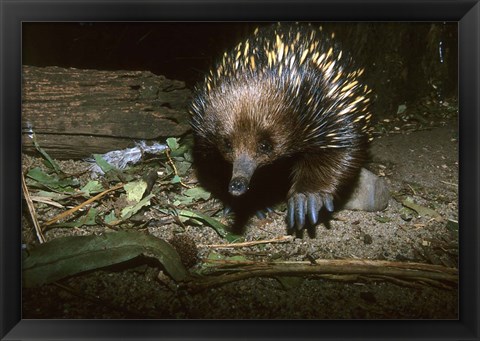 Framed Short Beaked Echidna, Monotreme, Australia Print