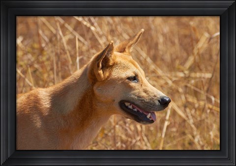 Framed Dingo wildlife, Kakadu NP, Northern Territory, Australia Print