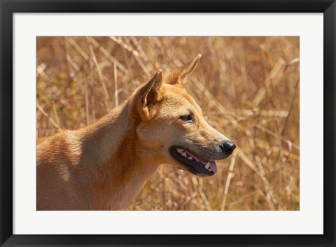 Framed Dingo wildlife, Kakadu NP, Northern Territory, Australia Print