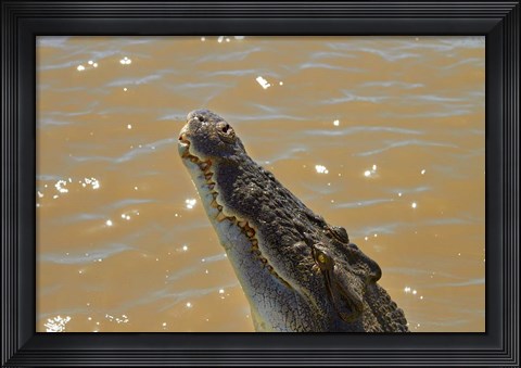 Framed Jumping Crocodile Cruise, Adelaide River, Australia Print