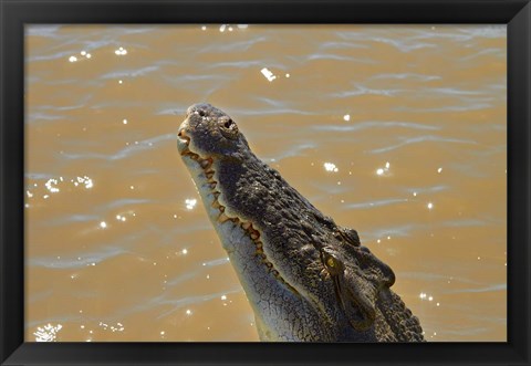 Framed Jumping Crocodile Cruise, Adelaide River, Australia Print