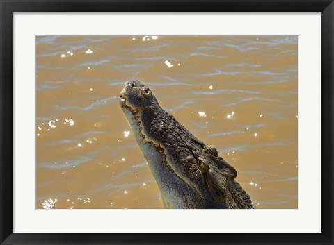 Framed Jumping Crocodile Cruise, Adelaide River, Australia Print