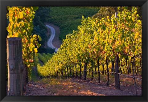 Framed Australia, Adelaide Hills, Summertown vineyard Print