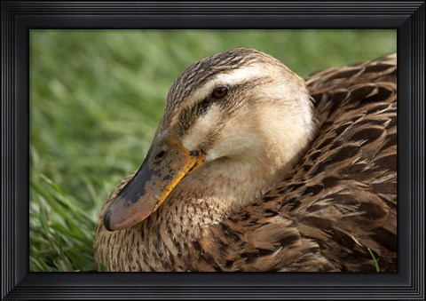 Framed Duck, Richmond, Tasmania, Australia Print