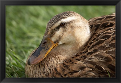 Framed Duck, Richmond, Tasmania, Australia Print