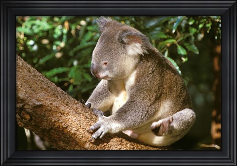 Framed Koala, Australia Print