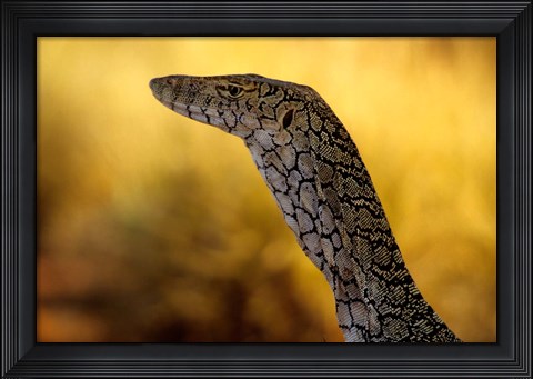 Framed Perentie, Uluru-Kata Tjuta National Park, Australia Print