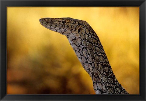 Framed Perentie, Uluru-Kata Tjuta National Park, Australia Print