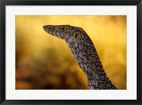 Framed Perentie, Uluru-Kata Tjuta National Park, Australia Print