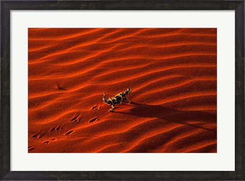 Framed Thorny Devil, Central Desert, Australia Print