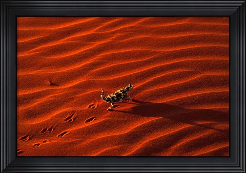 Framed Thorny Devil, Central Desert, Australia Print