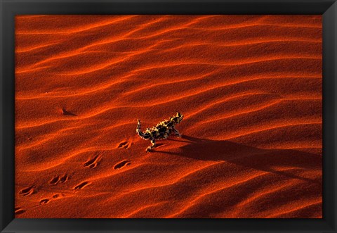 Framed Thorny Devil, Central Desert, Australia Print