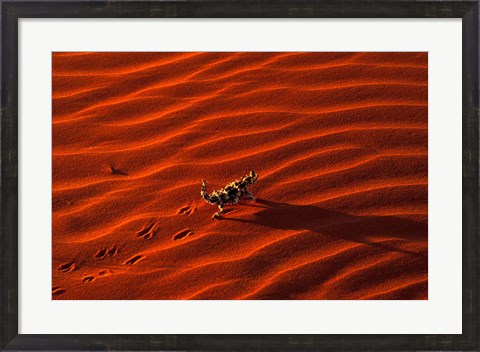 Framed Thorny Devil, Central Desert, Australia Print