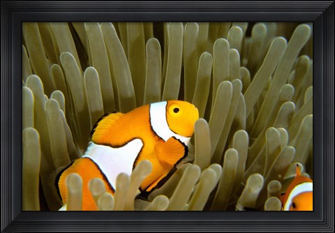 Framed Australia, Great Barrier Reef, Clown fish Print