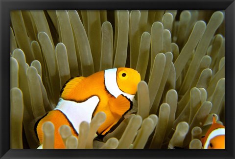 Framed Australia, Great Barrier Reef, Clown fish Print