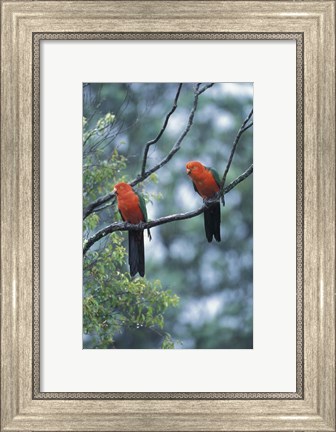 Framed Male Australian King Parrots, Queensland, Australia Print