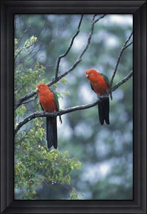 Framed Male Australian King Parrots, Queensland, Australia Print