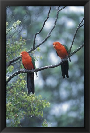 Framed Male Australian King Parrots, Queensland, Australia Print