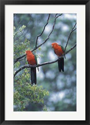 Framed Male Australian King Parrots, Queensland, Australia Print