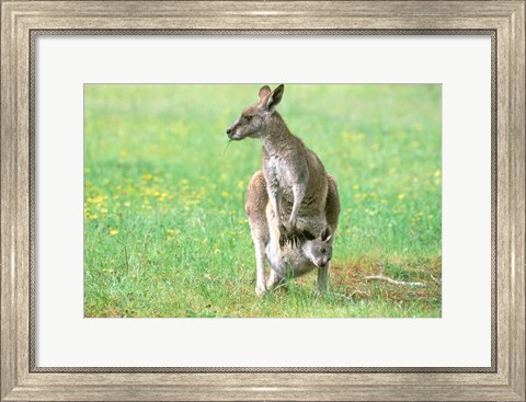 Framed Australia, Kangaroo Island, Western Gray Kangaroos Print