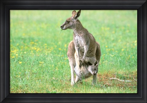 Framed Australia, Kangaroo Island, Western Gray Kangaroos Print