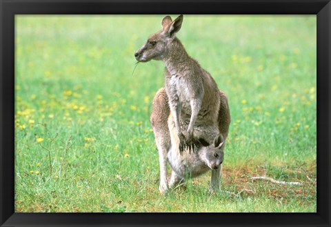 Framed Australia, Kangaroo Island, Western Gray Kangaroos Print