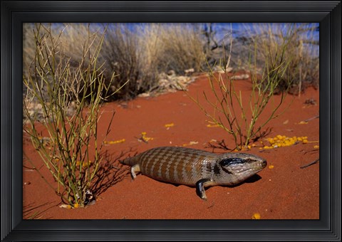 Framed Blue-tongued Skink lizard, Ayers Rock, Australia Print