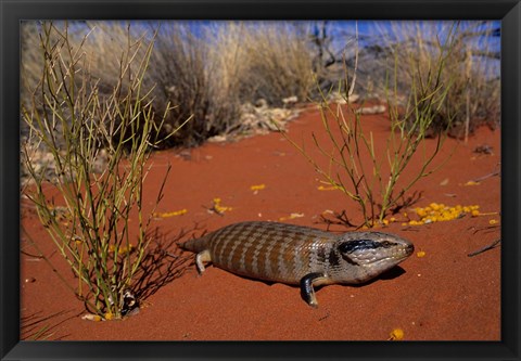 Framed Blue-tongued Skink lizard, Ayers Rock, Australia Print