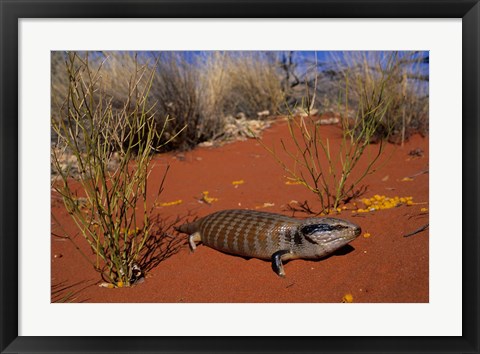 Framed Blue-tongued Skink lizard, Ayers Rock, Australia Print