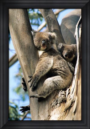 Framed Mother and Baby Koala on Blue Gum, Kangaroo Island, Australia Print