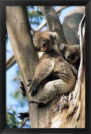 Framed Mother and Baby Koala on Blue Gum, Kangaroo Island, Australia Print