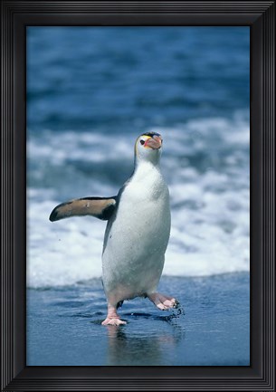 Framed Royal Penguin, Macquarie, Austalian sub-Antarctic Print