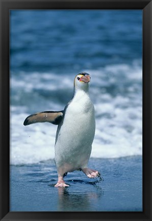 Framed Royal Penguin, Macquarie, Austalian sub-Antarctic Print