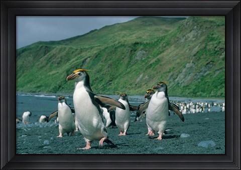 Framed Royal Penguin, Macquarie, Austalian sub-Antarctic Print