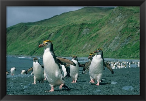 Framed Royal Penguin, Macquarie, Austalian sub-Antarctic Print