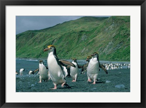 Framed Royal Penguin, Macquarie, Austalian sub-Antarctic Print